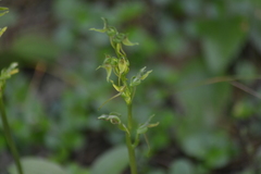 Platanthera hookeri