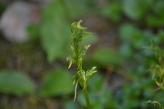 Platanthera hookeri
