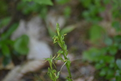 Platanthera hookeri
