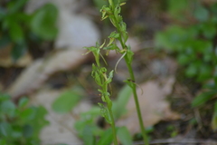 Platanthera hookeri