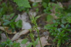 Platanthera hookeri