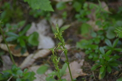 Platanthera hookeri