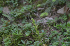 Platanthera hookeri
