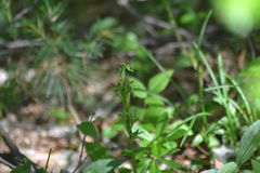 Platanthera hookeri