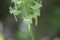 Platanthera macrophylla