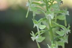 Platanthera macrophylla