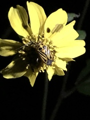 Calocoris barberi