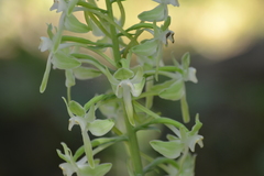 Platanthera macrophylla