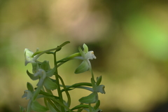 Platanthera macrophylla