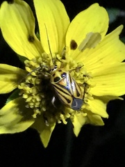 Calocoris barberi