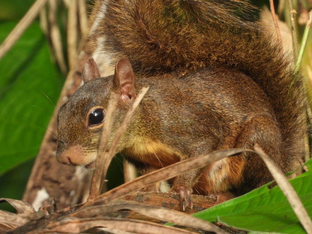 Guianan Squirrel