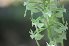 Platanthera macrophylla