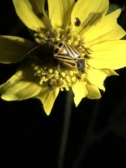 Calocoris barberi
