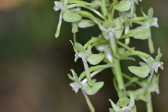 Platanthera macrophylla