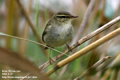 Phylloscopus inornatus