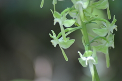 Platanthera macrophylla