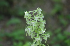 Platanthera macrophylla