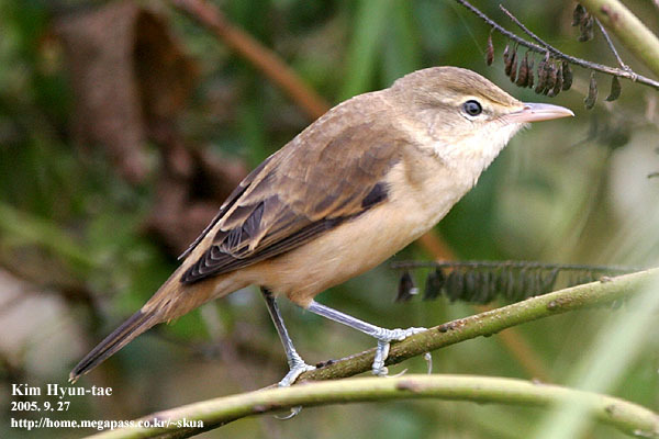 Oriental Reed Warbler photo