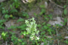 Platanthera macrophylla