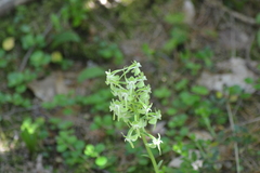 Platanthera macrophylla