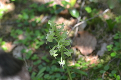 Platanthera macrophylla