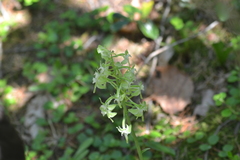 Platanthera macrophylla