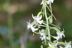 Platanthera macrophylla