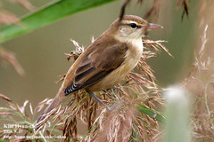 Oriental Reed-Warbler photo 2