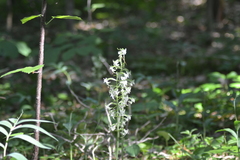 Platanthera macrophylla