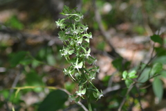 Platanthera macrophylla