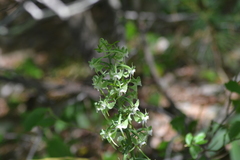 Platanthera macrophylla