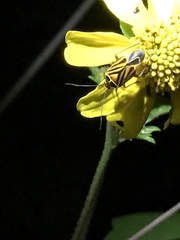 Calocoris barberi