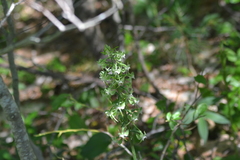 Platanthera macrophylla