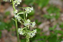 Platanthera macrophylla