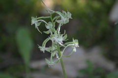 Platanthera macrophylla