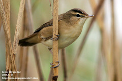Acrocephalus bistrigiceps