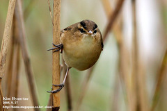 Acrocephalus bistrigiceps