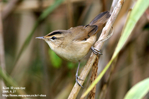 Black-browed Reed Warbler