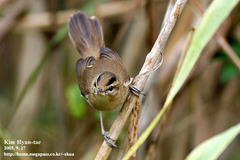 Acrocephalus bistrigiceps