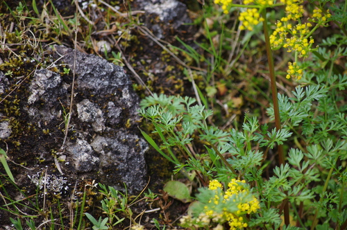 Image of Lomatium hallii by (c) Judi Sanders, some rights reserved (CC BY)