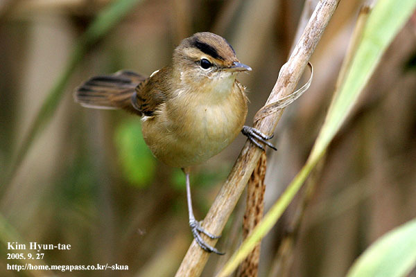 Black-Browed Reed Warbler