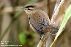 Acrocephalus bistrigiceps