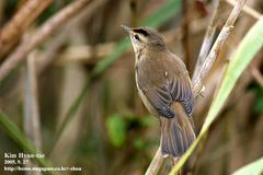 Acrocephalus bistrigiceps