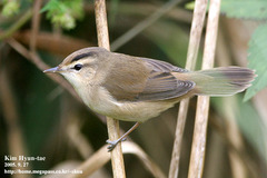 Acrocephalus bistrigiceps