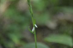 Spiranthes lacera lacera