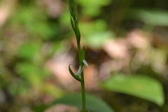 Spiranthes lacera lacera