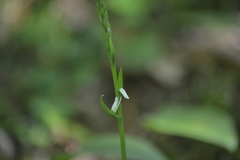 Spiranthes lacera lacera