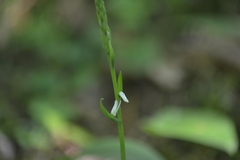 Spiranthes lacera lacera