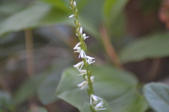 Spiranthes lacera lacera