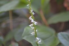 Spiranthes lacera lacera